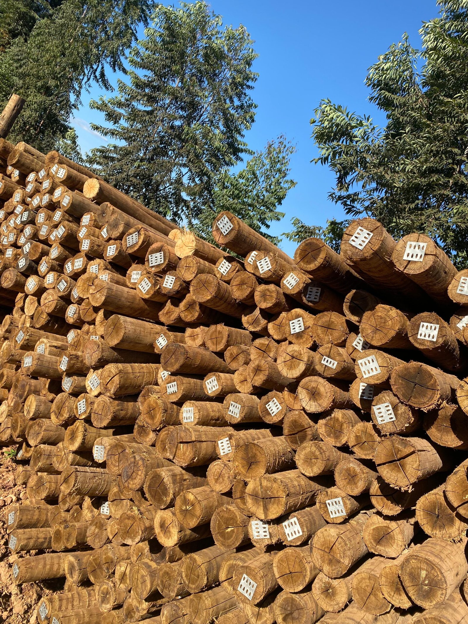 WhatsApp Image 2025-02-07 at 13.31.38 (1)