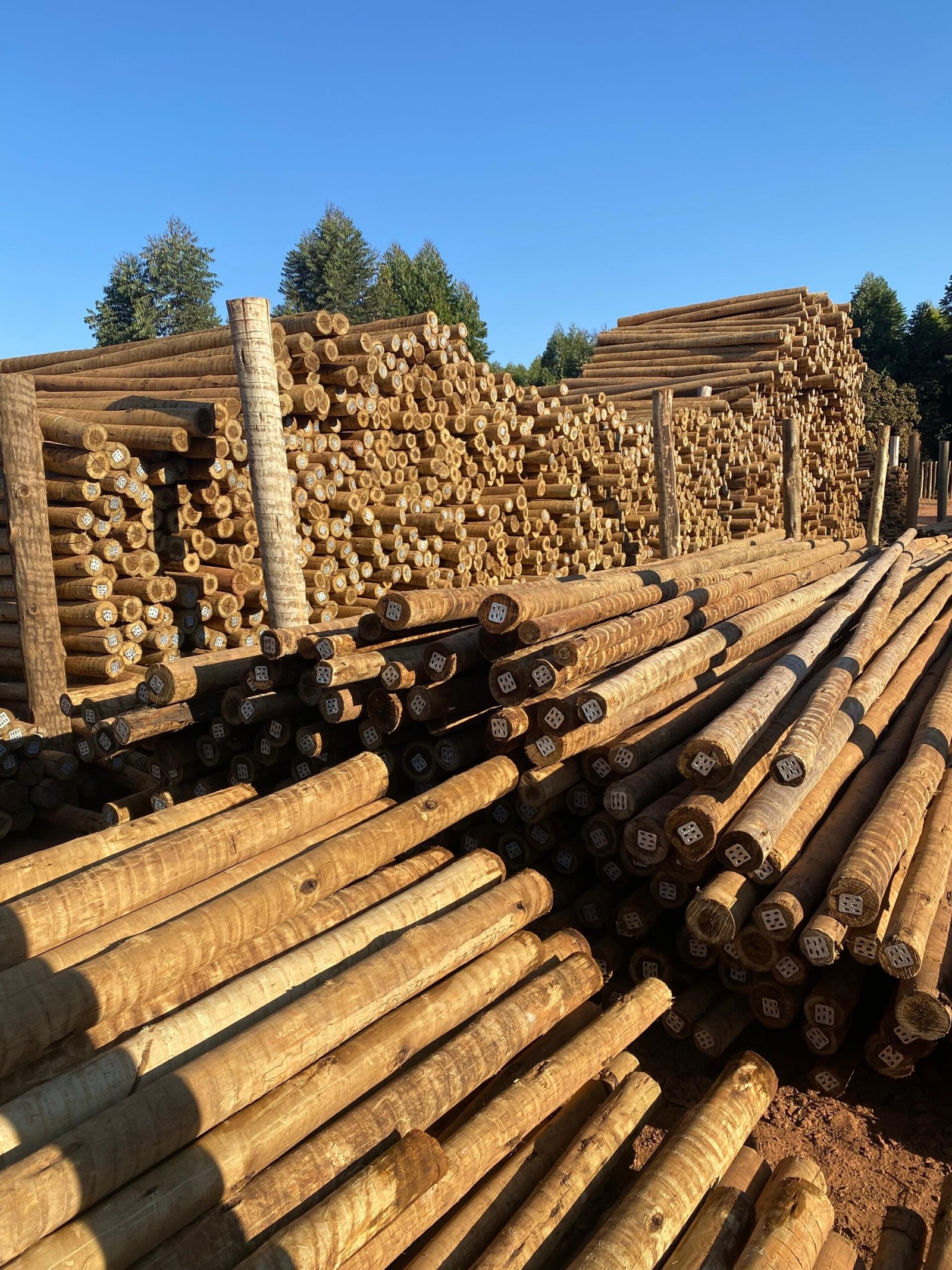 WhatsApp Image 2025-02-07 at 13.31.38 (2)